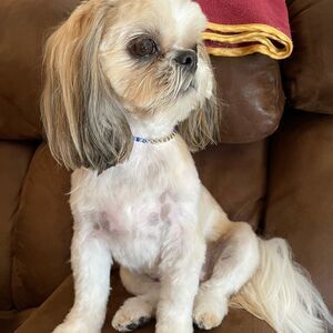 Handmade pet swag jewelry for your pet, customized pet necklace, animal jewelry